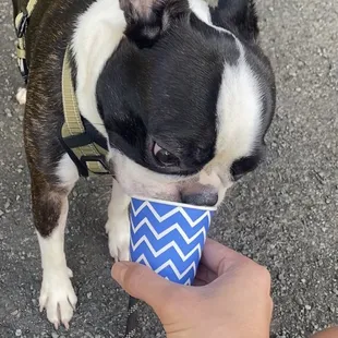 Puppuccino