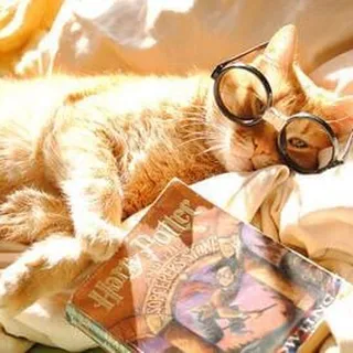 A Well Read Cat Q.