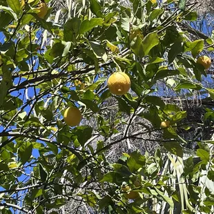 Lemon tree on patio edge