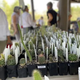 A vendor's table during monsoon madness wknd 7/2023