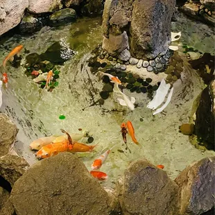 Koy Fish Pond