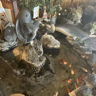 Awesome koi pond