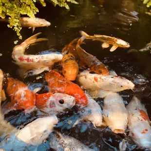 koi fish swimming in a pond