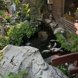 Coi pond