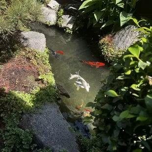 Coi pond