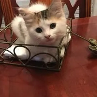 Samantha W.