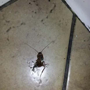 Secret menu item? (Changed my mind to eat here after seeing this on floor).