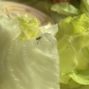 Several these in my salad and Mac salad