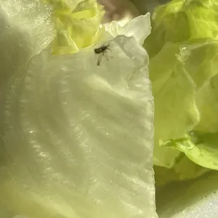 Bugs on salad