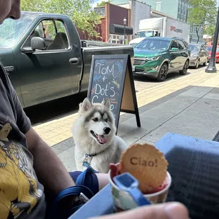 Gelato and husky puppy?
