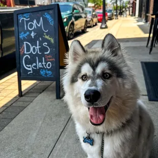 Gelato and puppy!