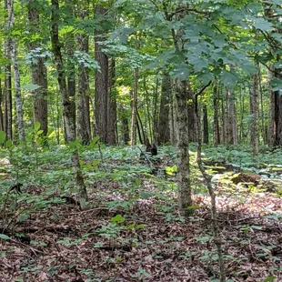 Tom Dorman State Nature Preserve