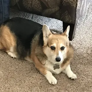 Our shop mascot! Posey.