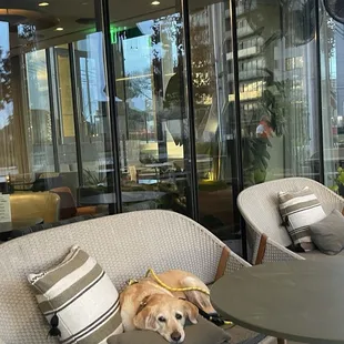 They are now dog friendly