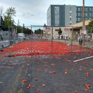 The aftermath! Notice the tomatoes stuck I the chainlink fence.