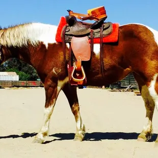 pony rides