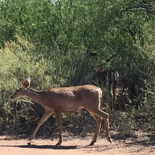 Lovely deer in the area