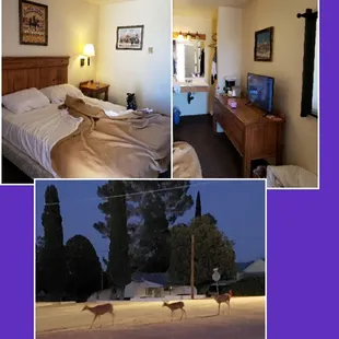 Our very small room. The deer family that walked by it.