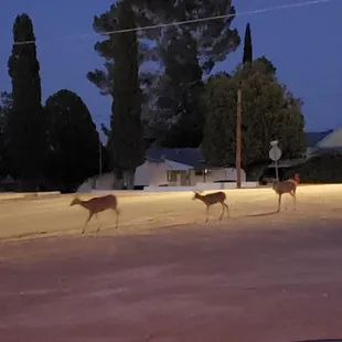 Here's the deer that passed by the room in a better shot