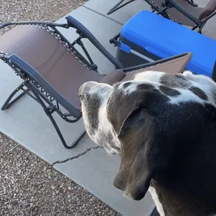 Grace is watching the bunnies