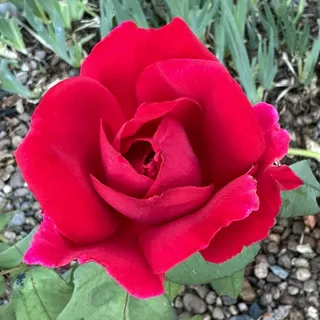 D J.