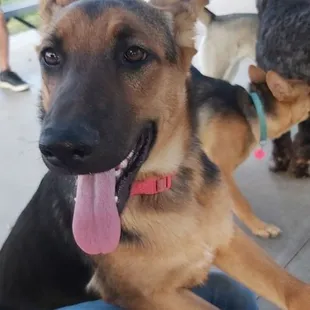 My GSD pup is still nervous around other dogs