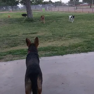 Gretel watching dogs play