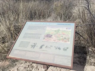 Murray Springs Clovis Site