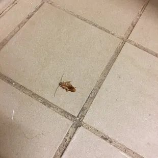 Slow service took forever just to order our food. And then when I go to the restroom I find 2 dead cockroaches by the toilet