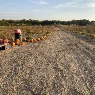 Pick Your Own Pumpkins as far as the eye can see