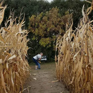Exiting the corn maze