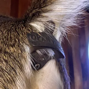 a close up of a cat&apos;s tail