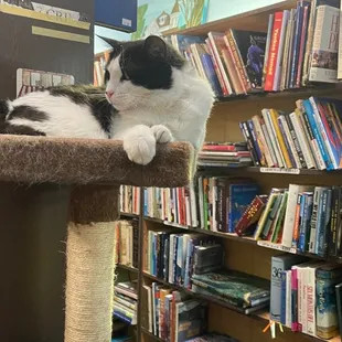 Here&apos;s one of the cats :)