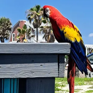 Local Parrot (Coco) just chillin