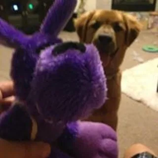 Thor D.
