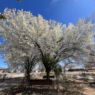 Trees in bloom in the rose garden in front of library