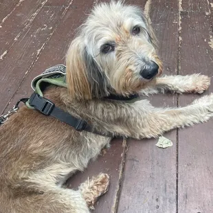 Love a dog friendly patio!