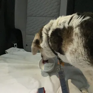 Child's ice cream in a dish- aka doggy dish of ice cream.