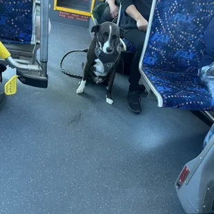 FAX Bus Route 20 Dog . Very soft