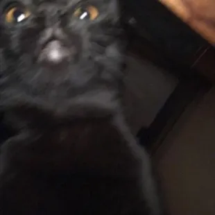 I love the Cow-zones there