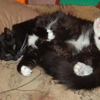 Nomar N.