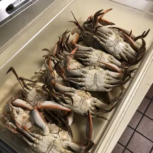 Blue Crabs!! Best price in town!!