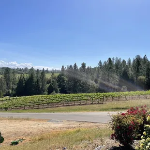 Overlooking the vineyard