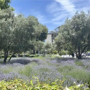 Lavender field and your view while you eat!