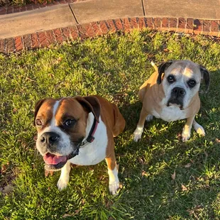 The boxers after a fun day at Top Dog Ranch