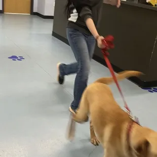 This is him dragging her to us after 10 "training" days.  The video actually shows him coughing and gagging