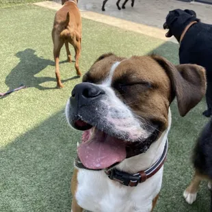 Jax the boxer having a grand ole time with the other doggos! Showing off his smile