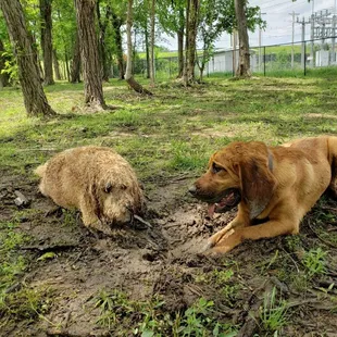 mud bath before playing in the water.