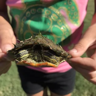 Came across a few young turtles while fishing