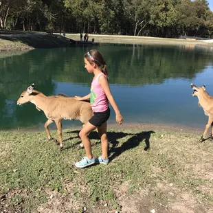 Young antelopes